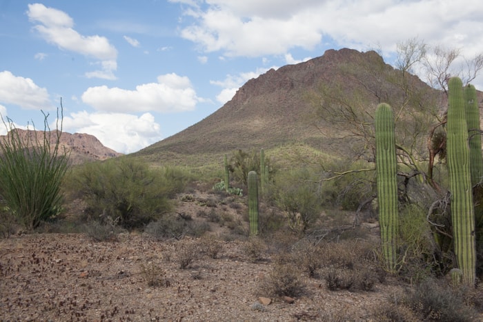 How to spend a day trip to Tucson, Arizona. 